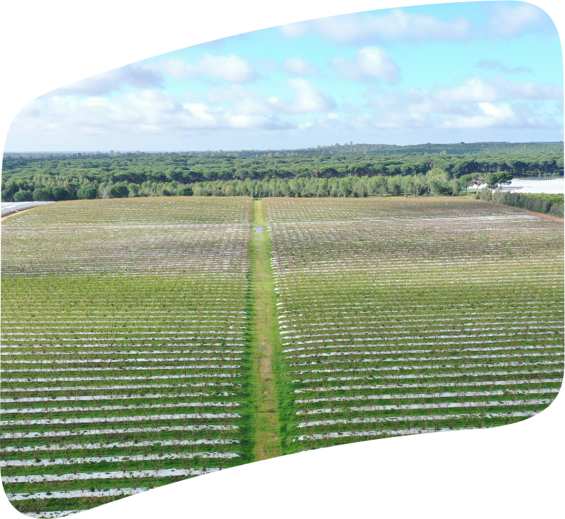 Samaná | Campos de naranjas